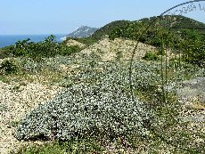 Астраканта колючковидная 001